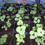Aquilegia "Winky"