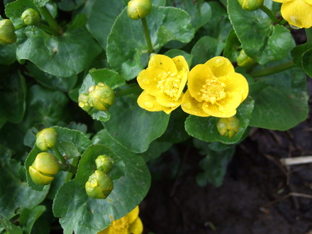 Ranunculus at Holbrook.