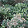 Skimmias_at_holbrook