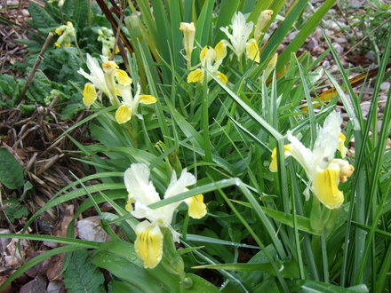 Irises at Holbrook.