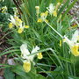 Irises at Holbrook.