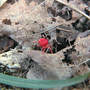 Velvet Mite