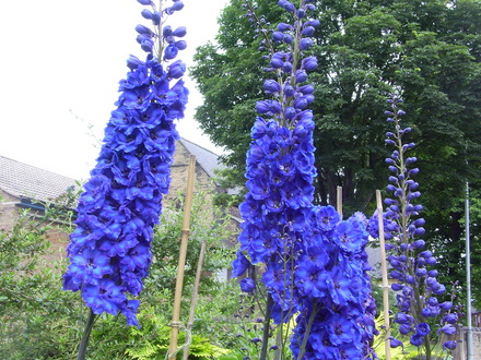 Delphinium (Harry Secombe)