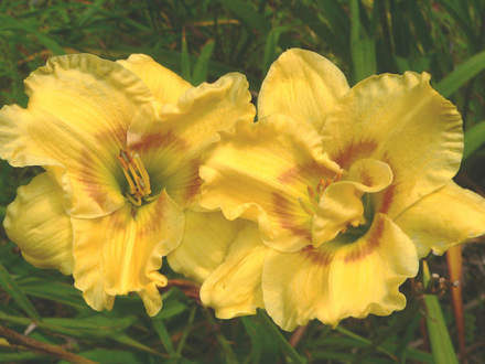 Unknown Daylily (Hemerocallis)