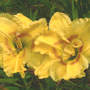 Unknown Daylily (Hemerocallis)