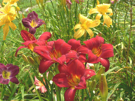 Unknown Red Velvet Daylily (Hemerocallis)
