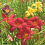 Unknown Red Velvet Daylily (Hemerocallis)