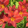 Unknown Red Velvet Daylily Closer (Hemerocallis)