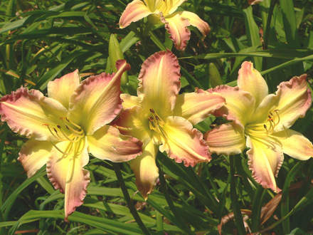 Unknown Daylily Mauve & Yellow (Hemerocallis)
