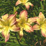 Unknown Daylily Mauve & Yellow (Hemerocallis)