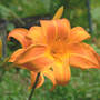 Daylily Rocket City (Hemerocallis)