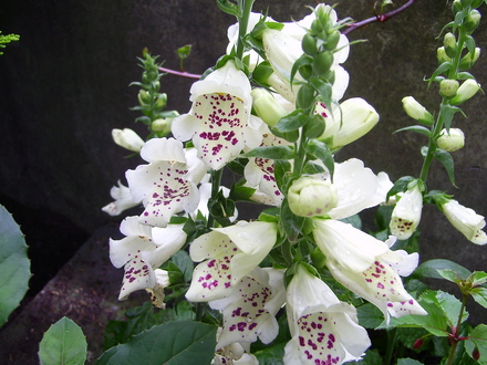 Foxglove (Digitalis purpurea)