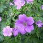 Captured_2007-6-22_00009