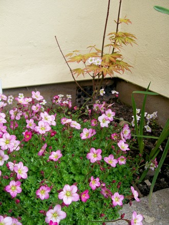 little corner bed - front garden