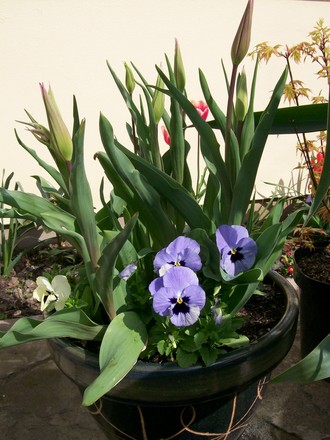 spring planted pot