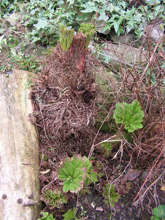 my Gunnera now..................
