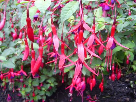 Fuschia (Magellanica) (Fuchsia magellanica)