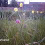 Fritillaria meleagris (Fritillaria meleagris)