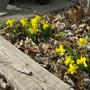 Mini Daffodils