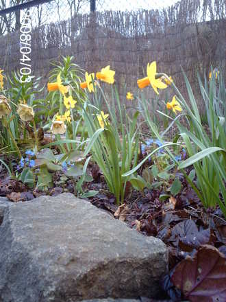 Pulmonaria angustifolia (Pulmonaria angustifolia (Blue Cowslip))