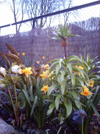 Waiting (Fritillaria imperalis (Crown imperial))