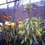 Waiting (Fritillaria imperalis (Crown imperial))