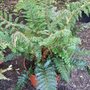 Polystichum_polyblepharum