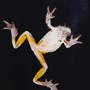 Treefrog_common_gray_undrside_window_good_med