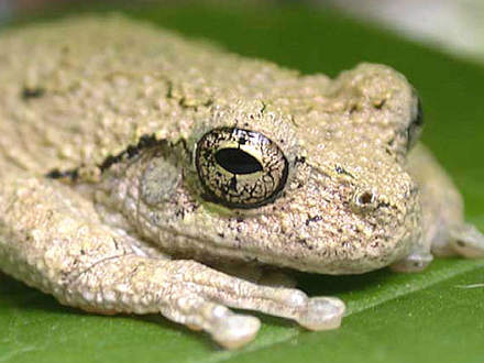 Eye of a Treefrog
