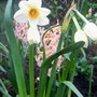 Pretty Daff (narcissus)