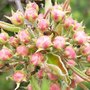 Blossom of Pear Tree....