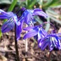 Siberian Squill (Scilla siberica)