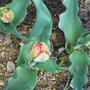 Red Tulips....