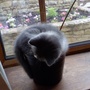 Bobs_in_orchid_pot
