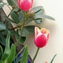 tulip45.jpg (Tulipa acuminata (Tulip))