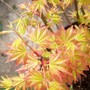 Acer41.jpg (Acer palmatum)
