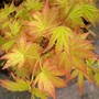 Acer42.jpg (Acer palmatum)