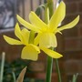 Daff41