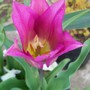 Lily Tulip (Tulipa)