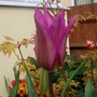 Lovely Lily Tulip (Tulipa)