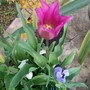 Beautiful Pink/Burgandy Lily Tulip (Tulipa)
