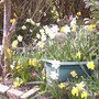Shady corner and spring bulbs