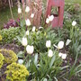 Tulips in island bed