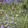 Raised_bed