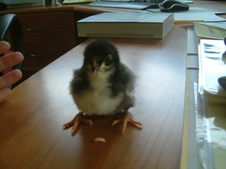 Black Leghorn Chick