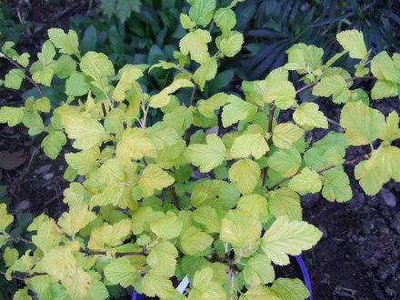 Physocarpus opufolius 'Dart's Golden' (Physocarpus opufolius 'Dart's Golden')