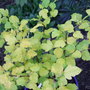 Physocarpus opufolius 'Dart's Golden'