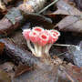 Shaggy Scarlet Cup