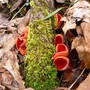 Scarlet_cups_with_moss_3-26-05_exc_sm