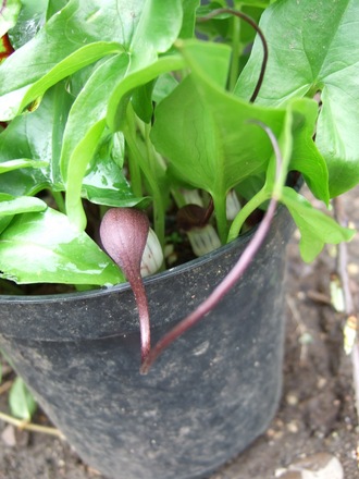 Arisarum proboscideum (Arisarum proboscideum)